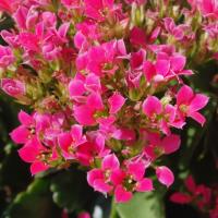 Divine Plants Online image 15